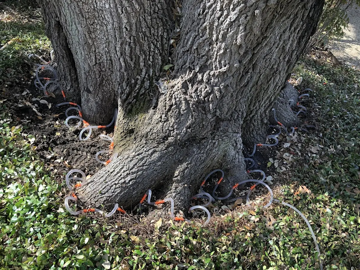 Detailed Tree Cabling and Bracing job site in Shady Cove
