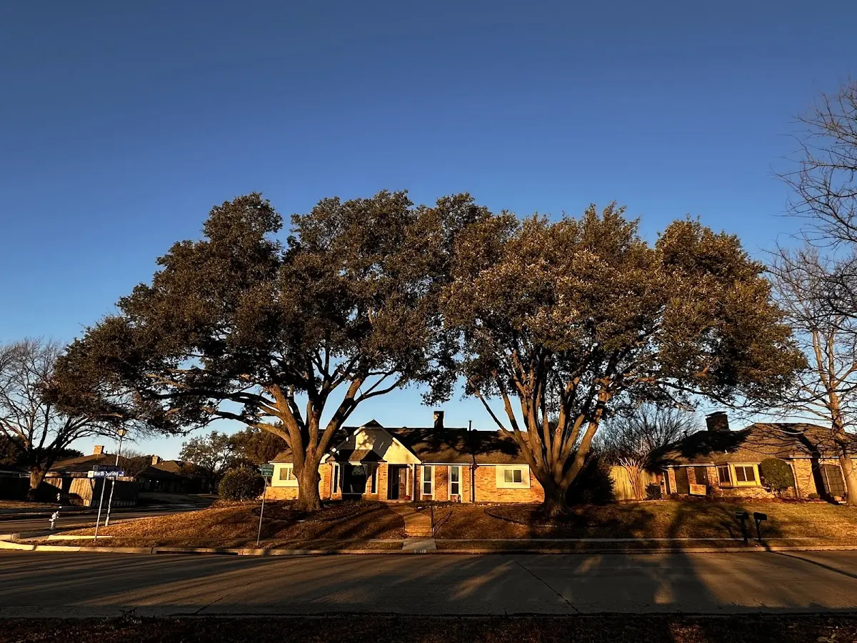Established residential canopy tree shading a home in Shady Cove
